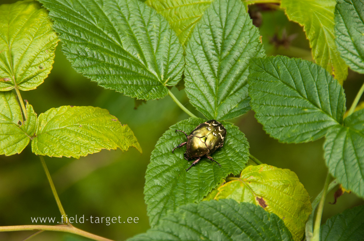 Mis põrnikaga on tegemist